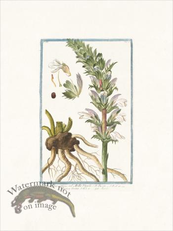 Bonelli 213 Bear's Breeches